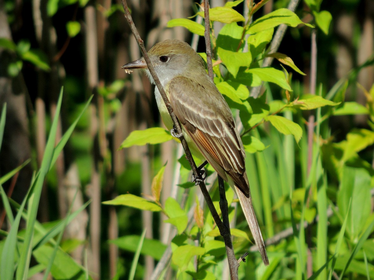Great Crested Flycatcher - ML191885751