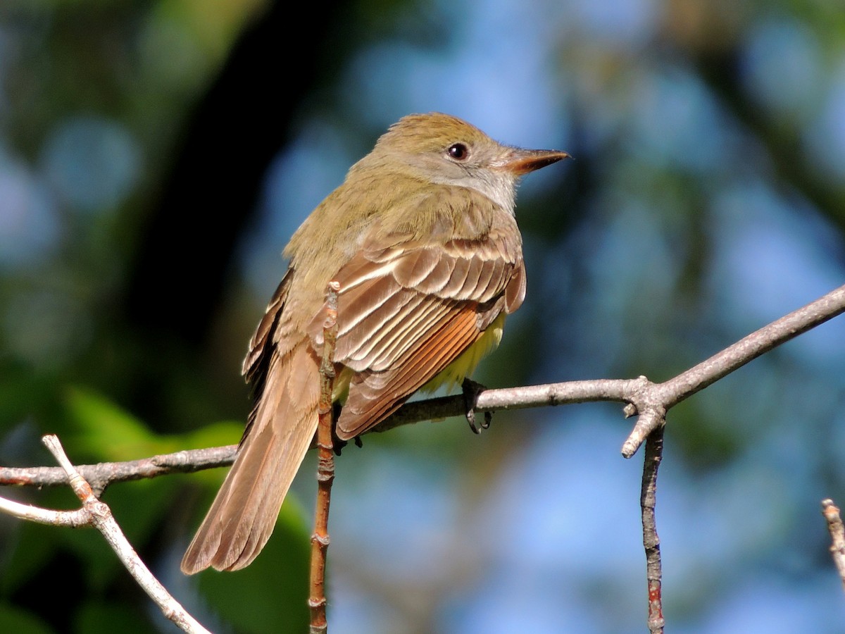 Great Crested Flycatcher - ML191885771