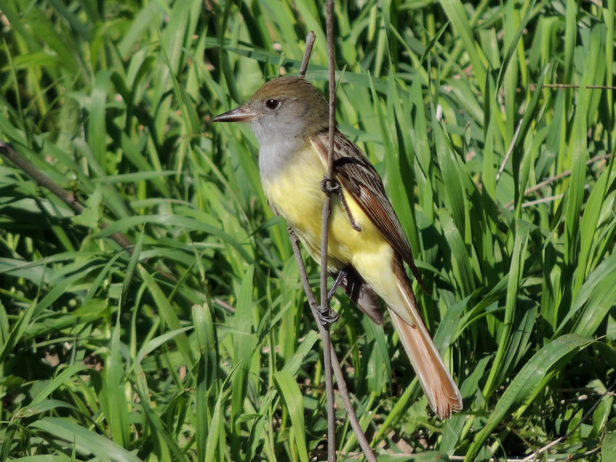 Great Crested Flycatcher - ML191885811