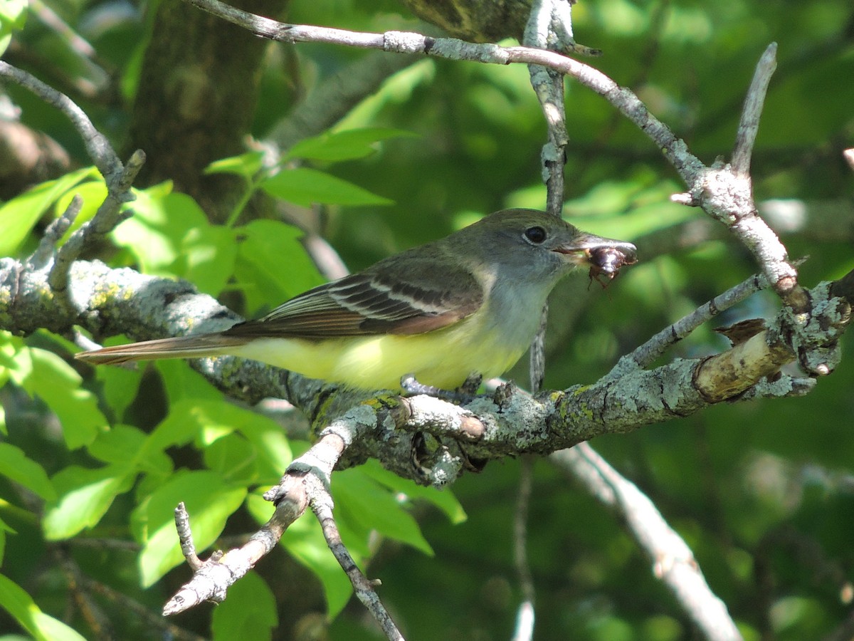 Great Crested Flycatcher - ML191885821