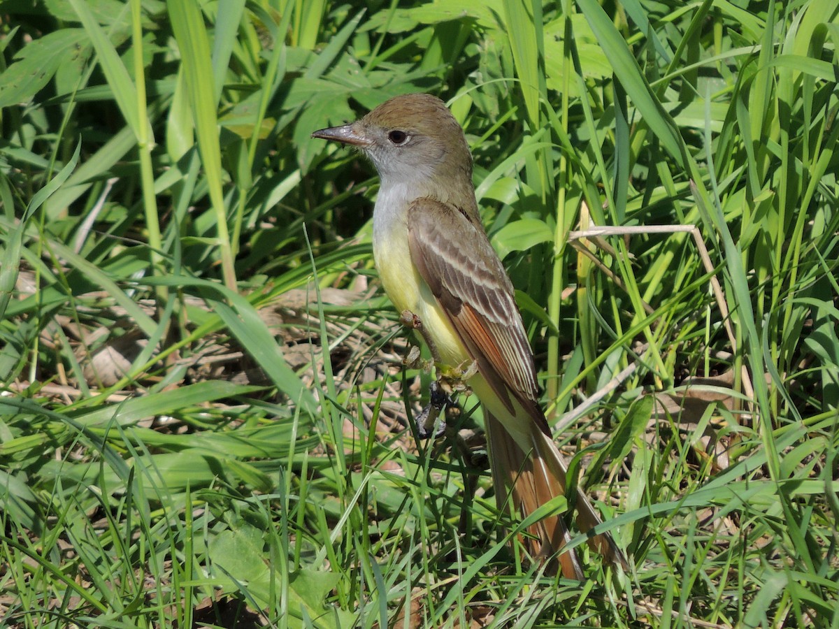 Great Crested Flycatcher - ML191885861