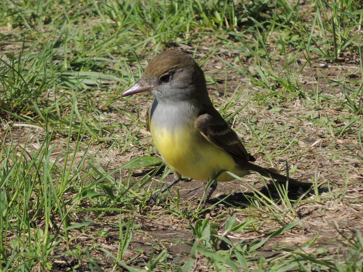 Great Crested Flycatcher - ML191885881