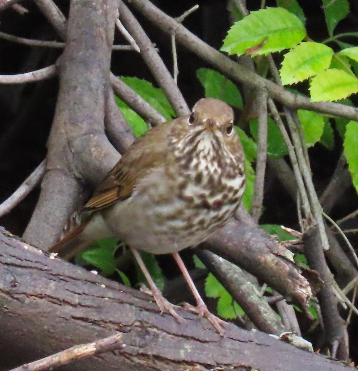 Hermit Thrush - ML191886621