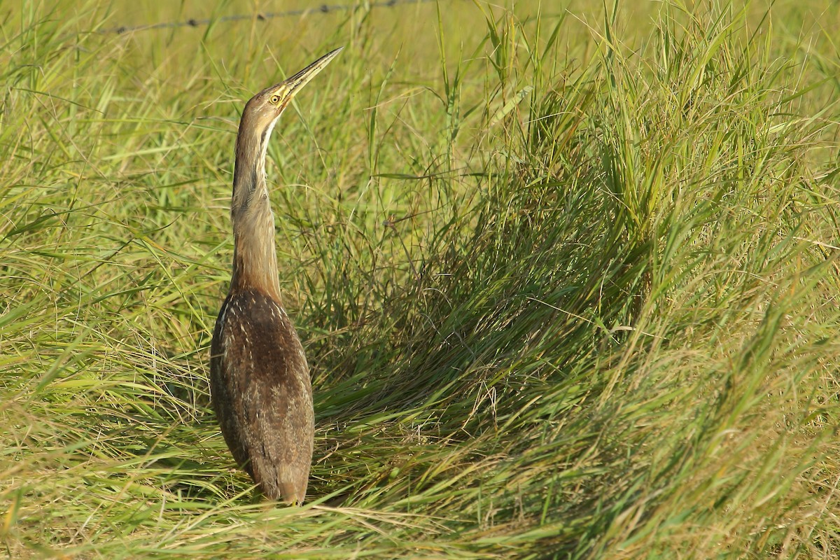 American Bittern - gord smith