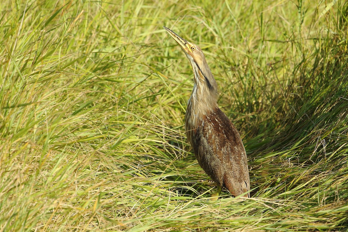 American Bittern - gord smith