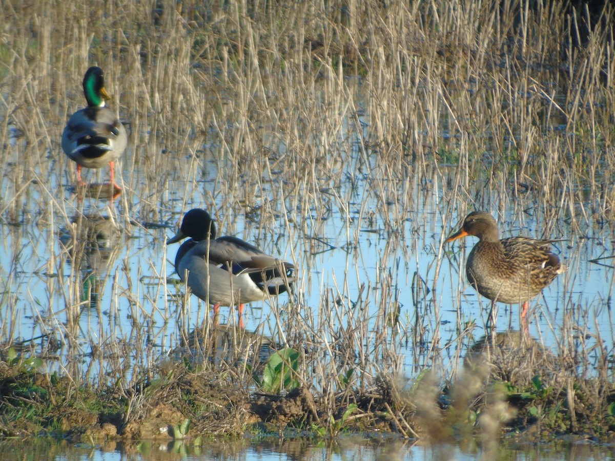 Mallard - ML191888251