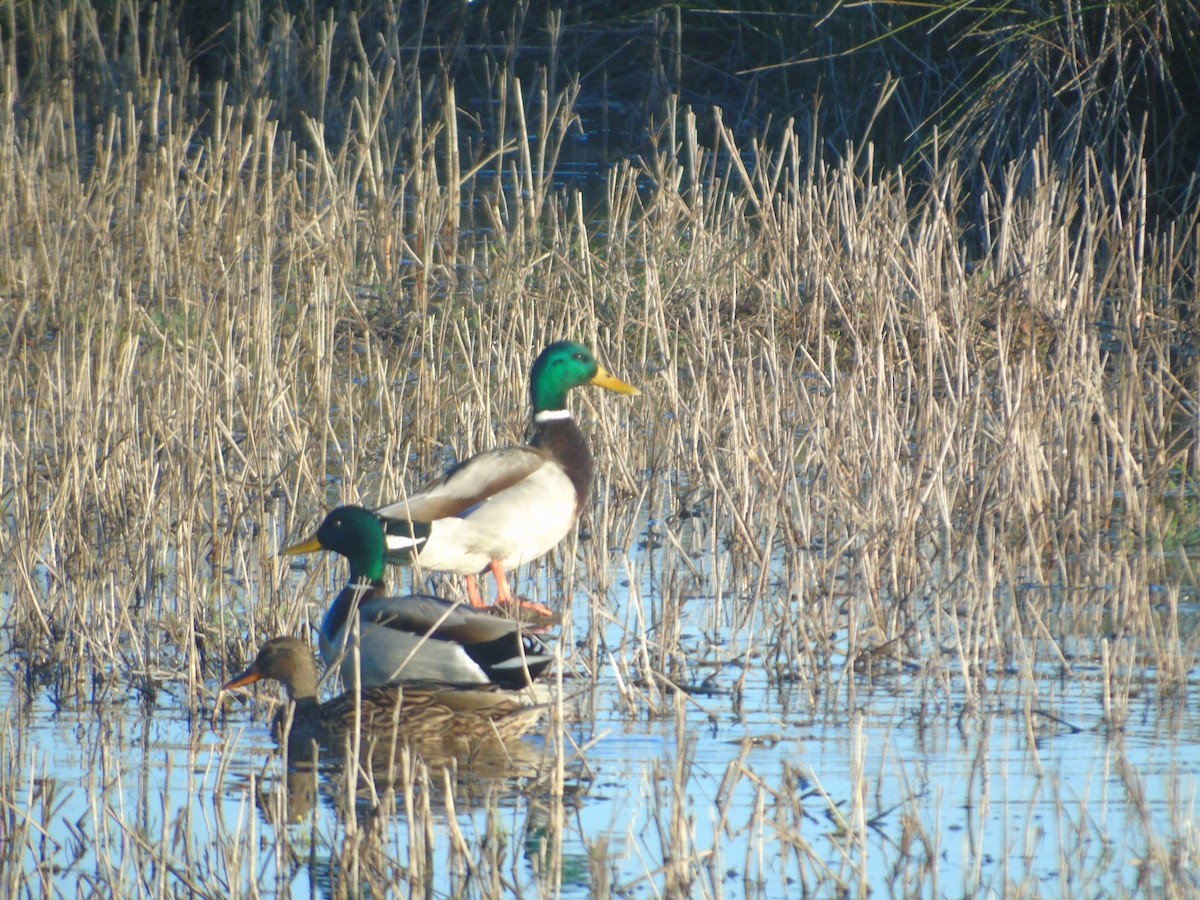 Mallard - ML191888291