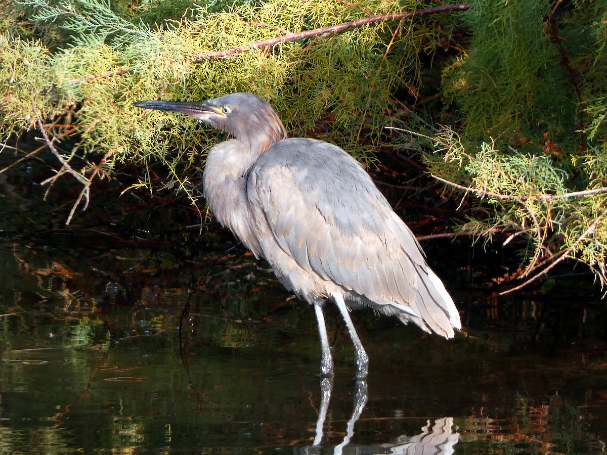 Reddish Egret - Randall M