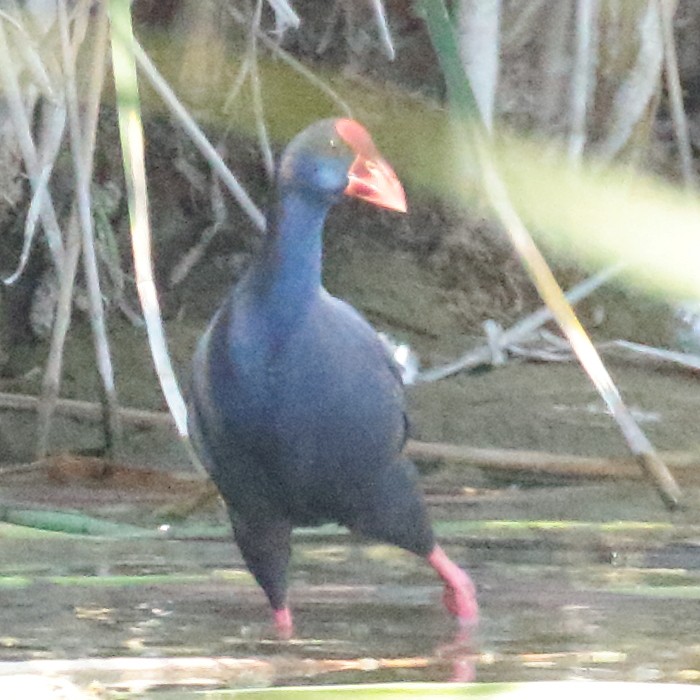 Western Swamphen - ML191890551