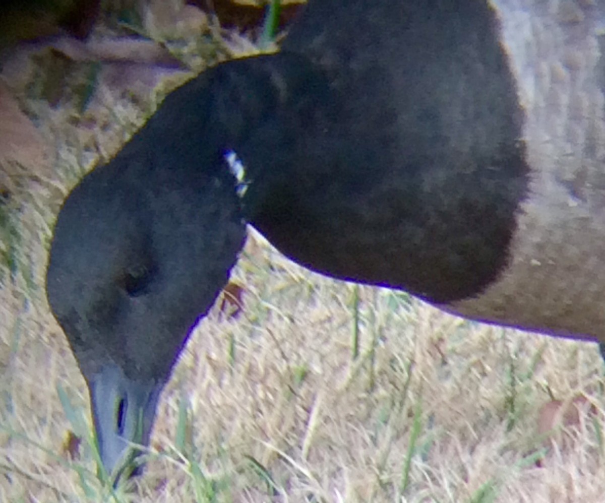 Brant - ML191892521