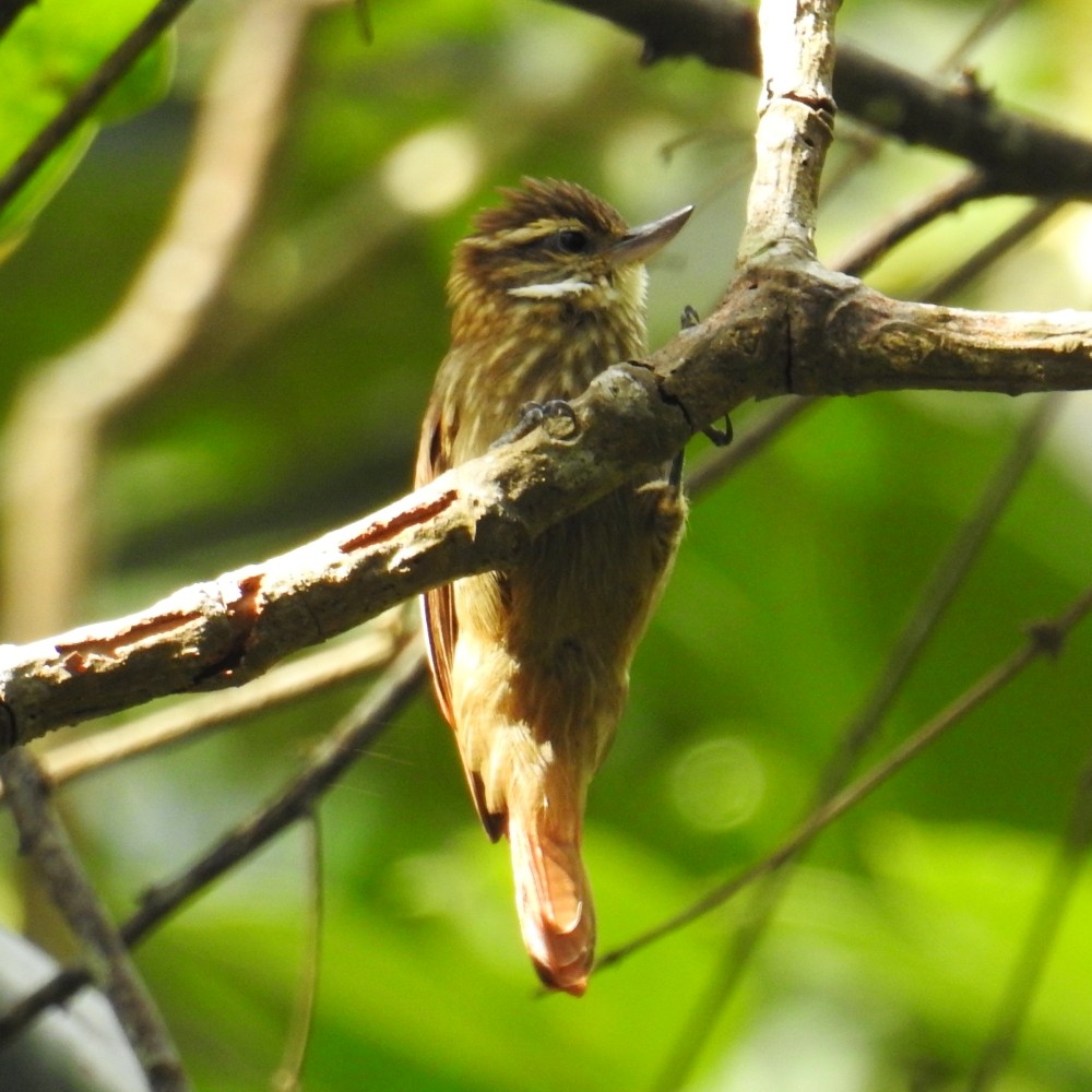 Streaked Xenops - Fernando Nunes