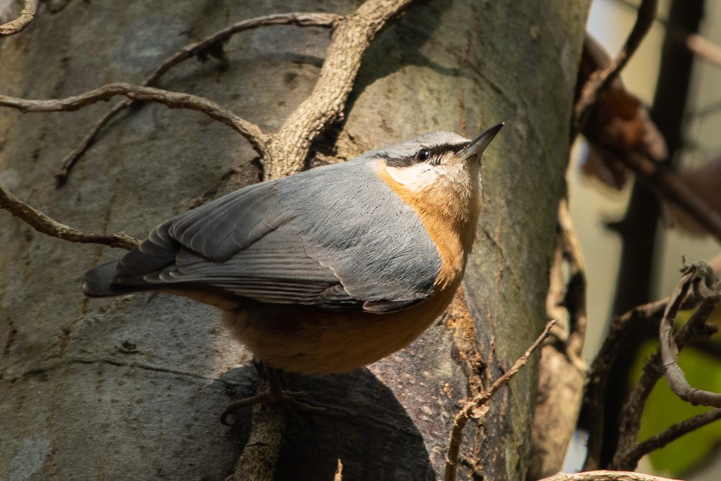 Eurasian Nuthatch - Omer Toy