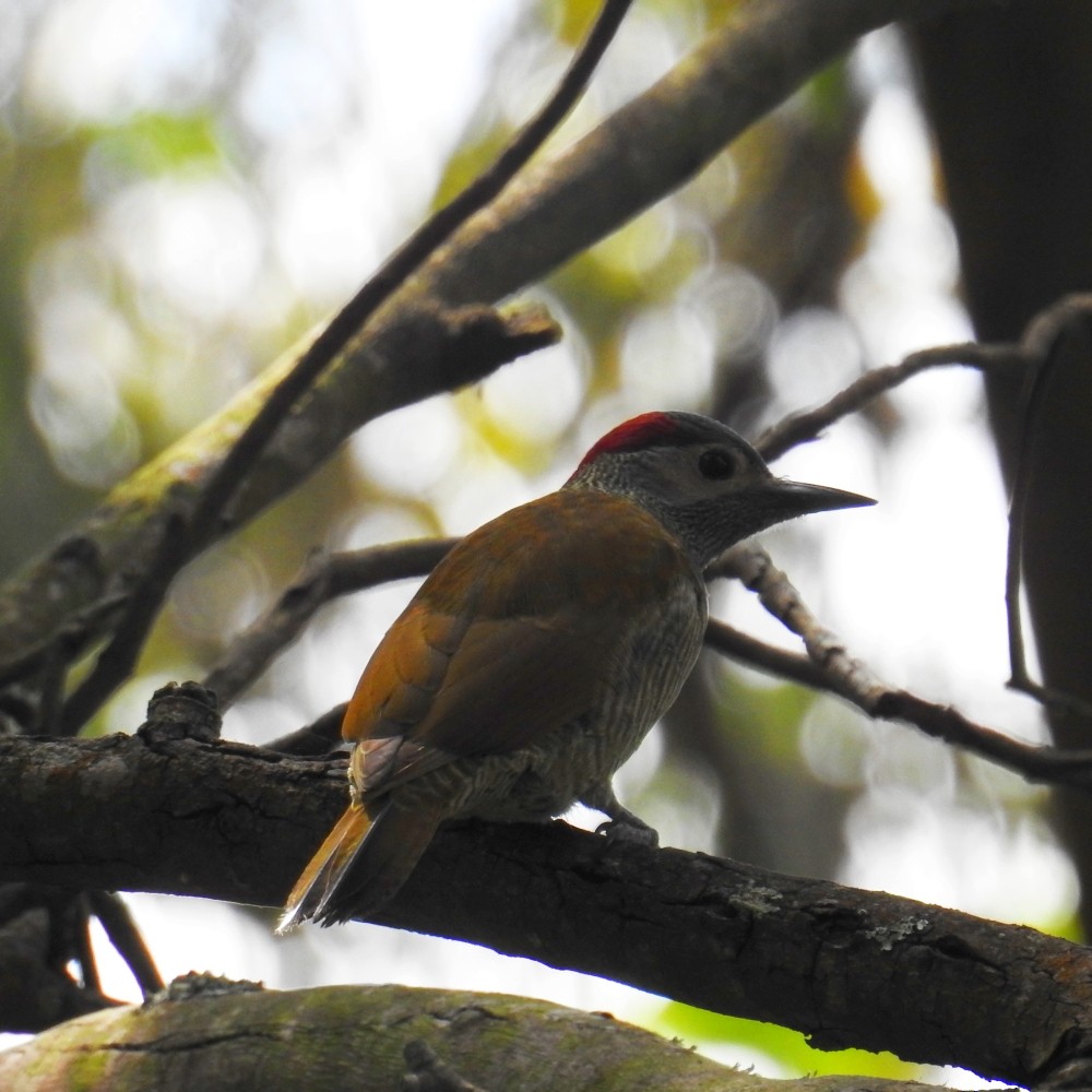 Golden-olive Woodpecker - Fernando Nunes