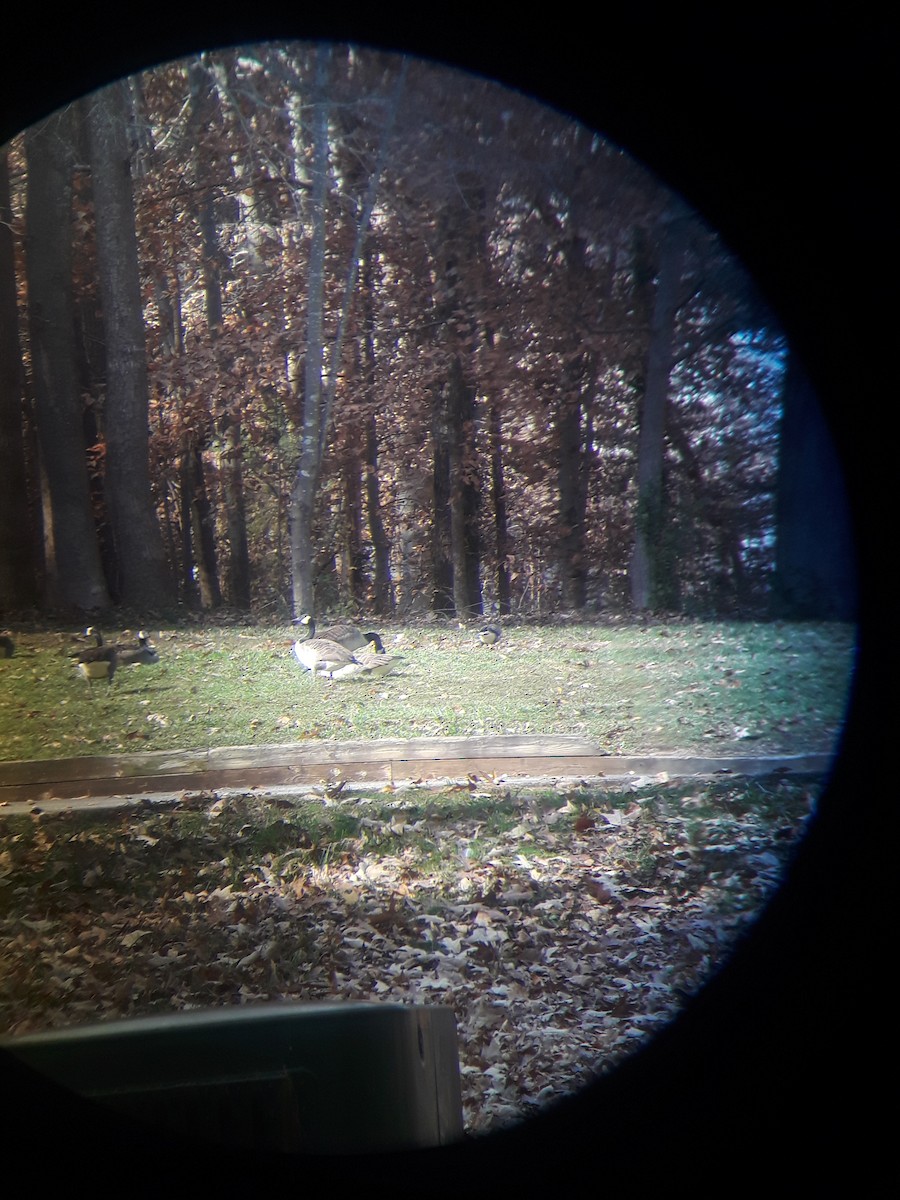 Brant - ML191896951