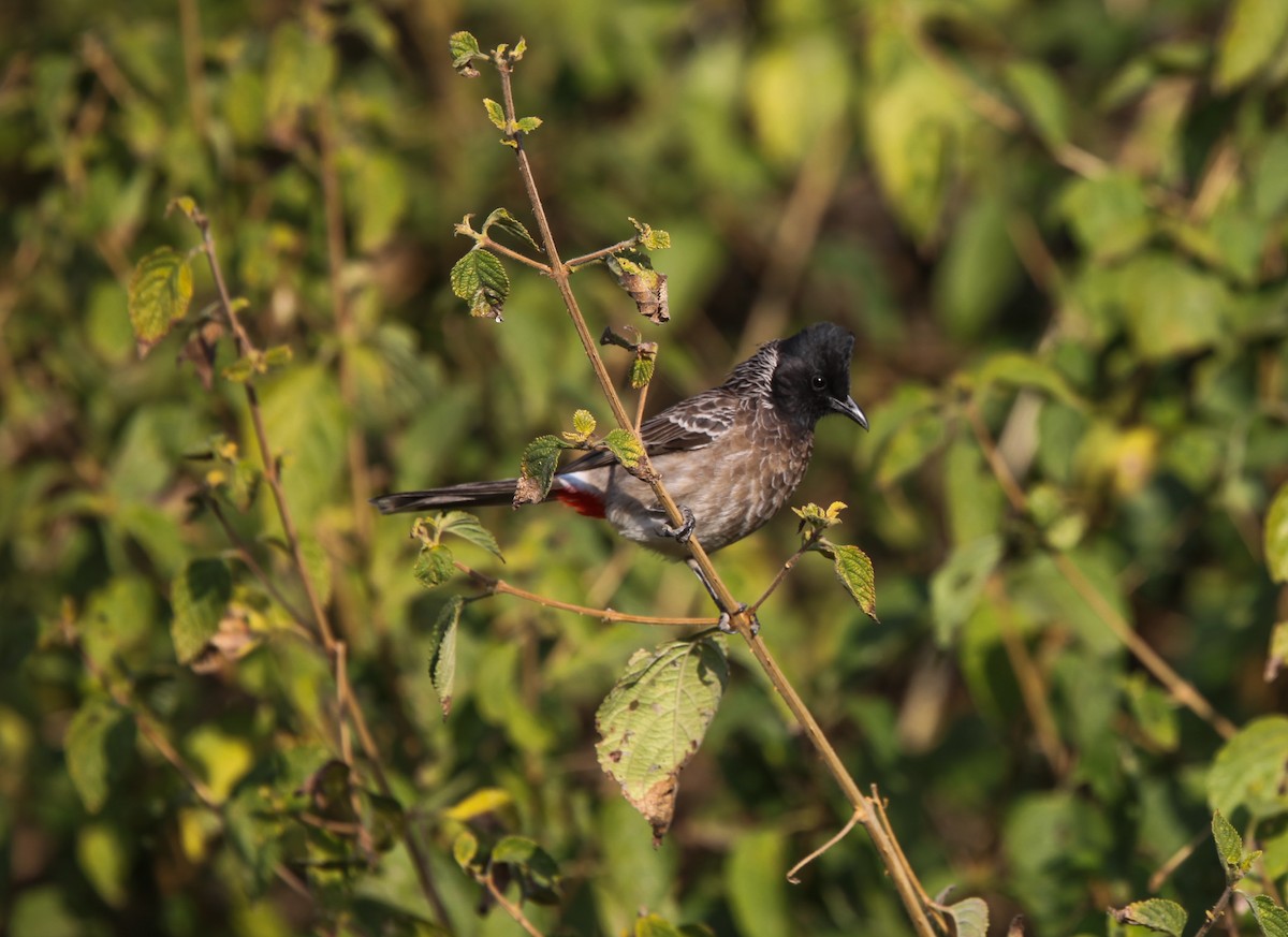 Red-vented Bulbul - ML191898461