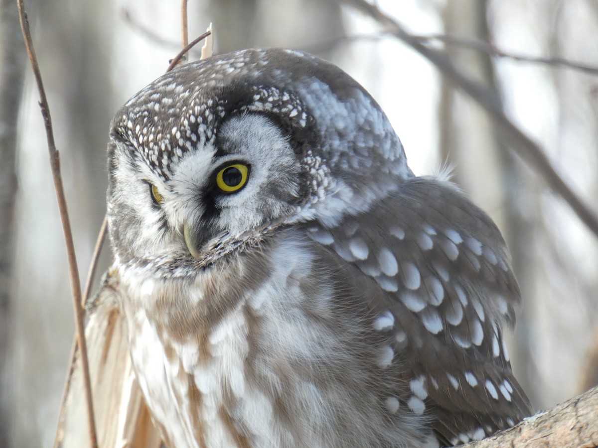 Boreal Owl - ML191899081