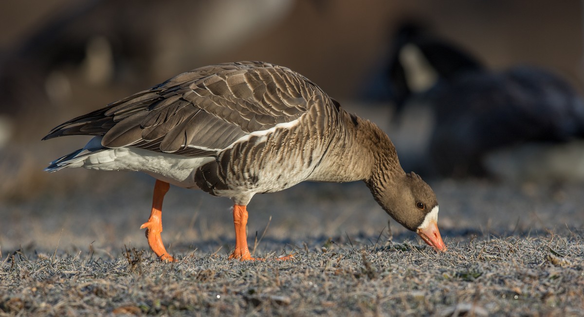 Greater White-fronted Goose - Jeff Timmons