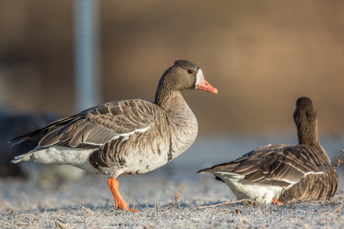 Greater White-fronted Goose - Jeff Timmons