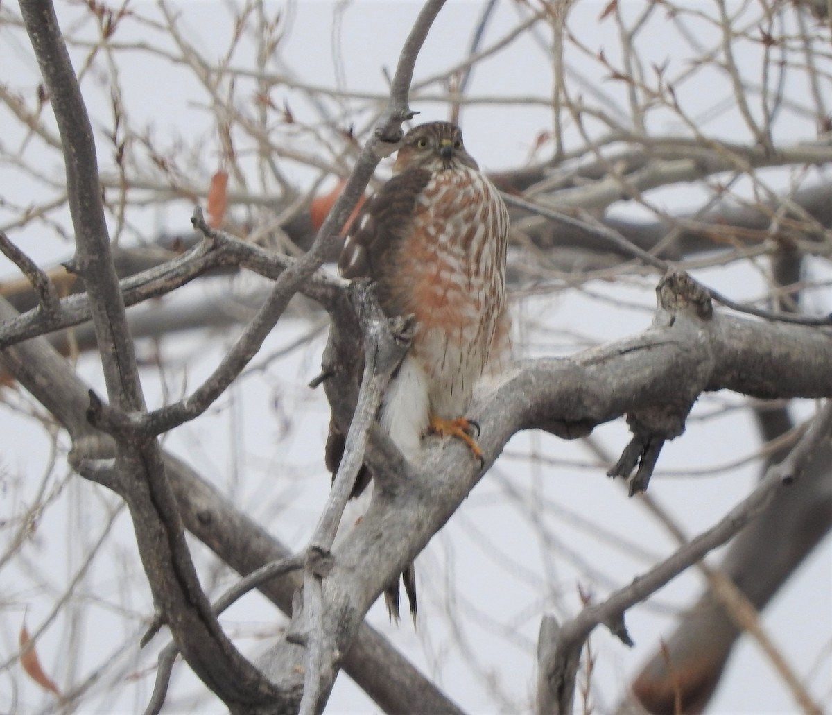 Sharp-shinned/Cooper's Hawk - ML191899951
