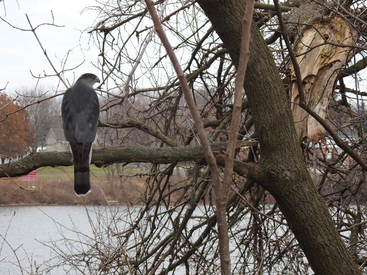 Cooper's Hawk - Susan Potter