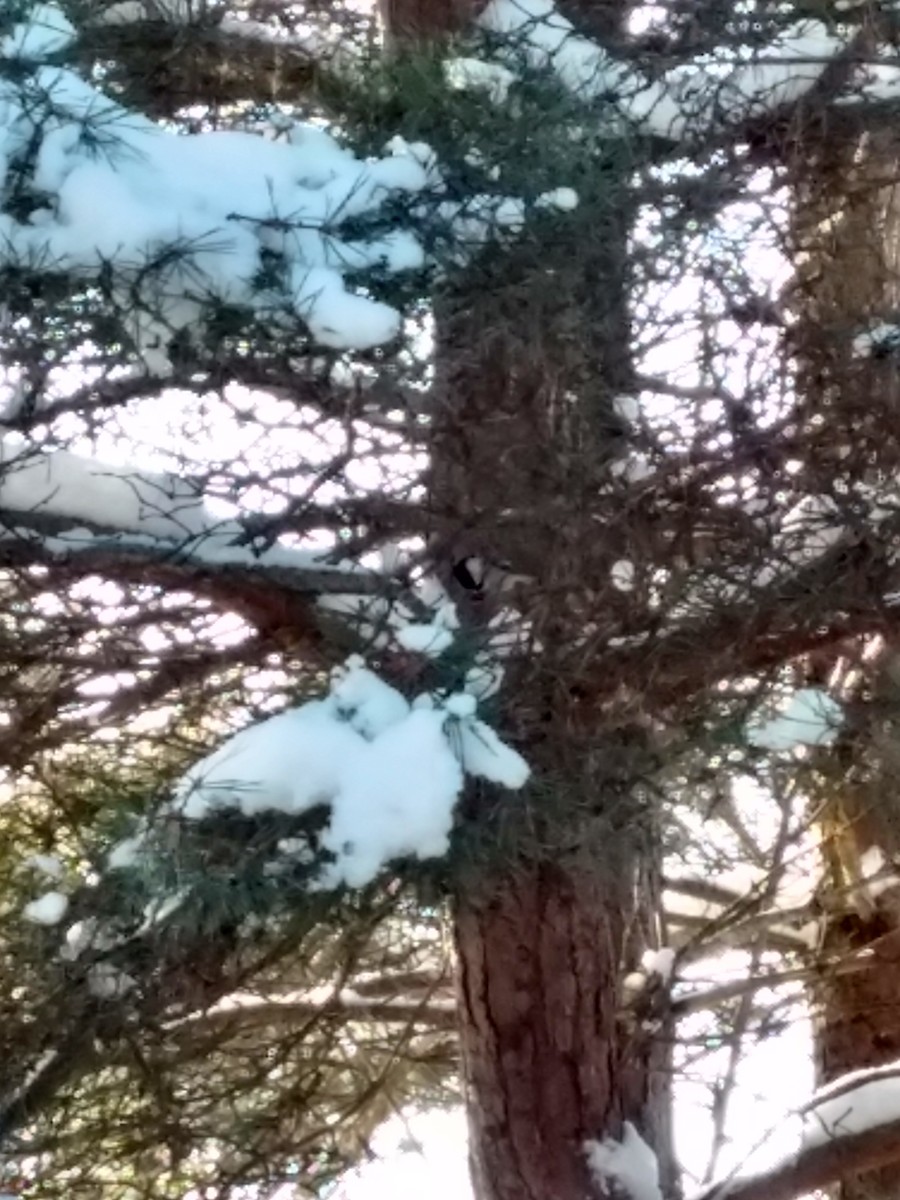 Black-capped Chickadee - ML191900841