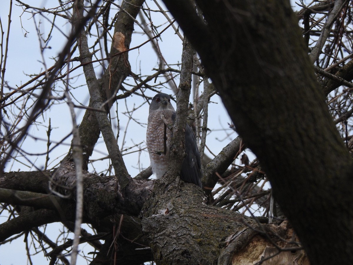 Cooper's Hawk - Susan Potter