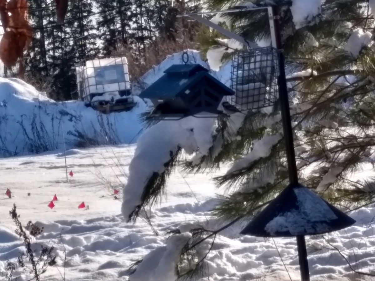 Black-capped Chickadee - ML191900951