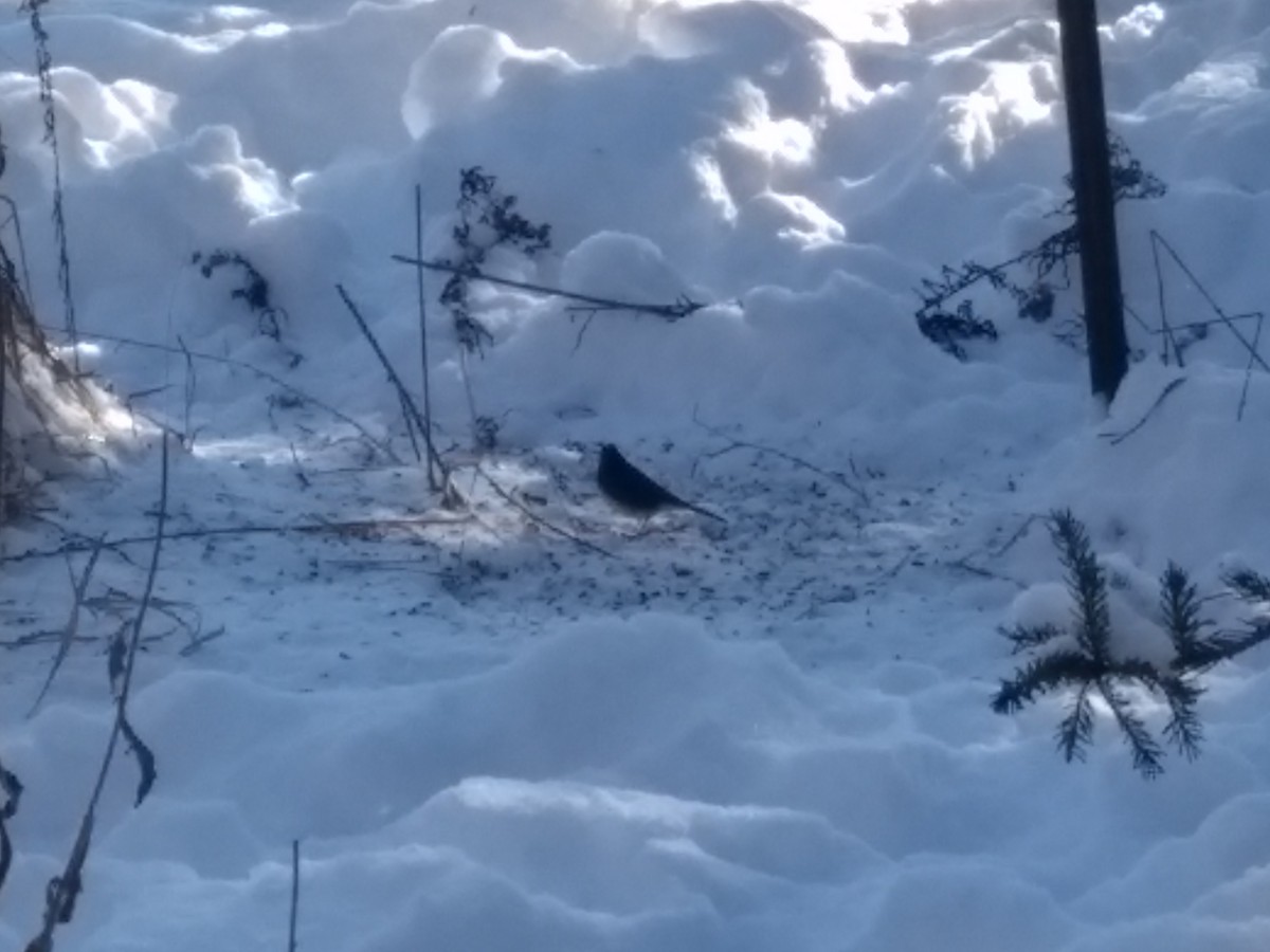 Dark-eyed Junco - Joshua Rosa