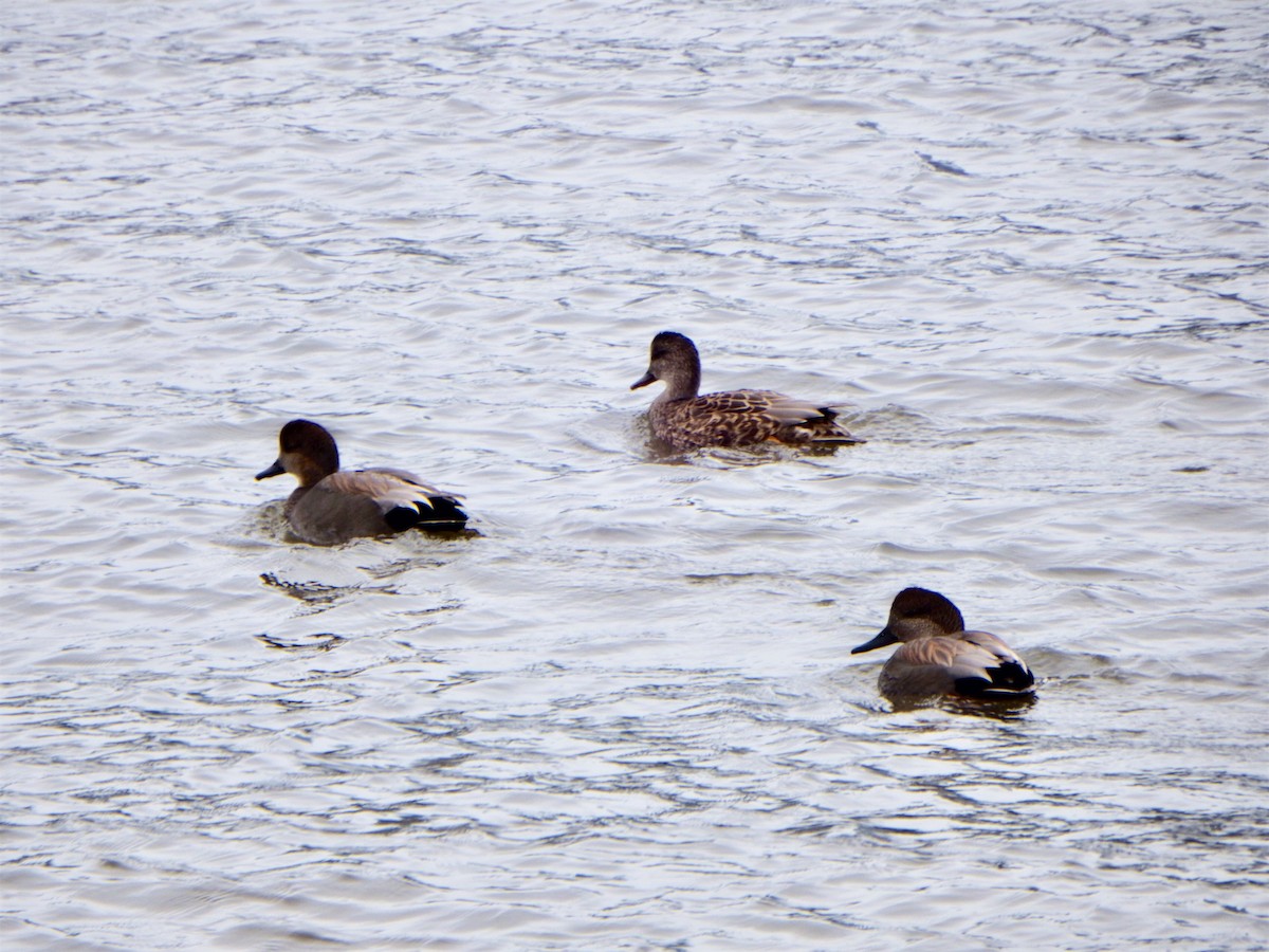 Gadwall - Emilie Snyder