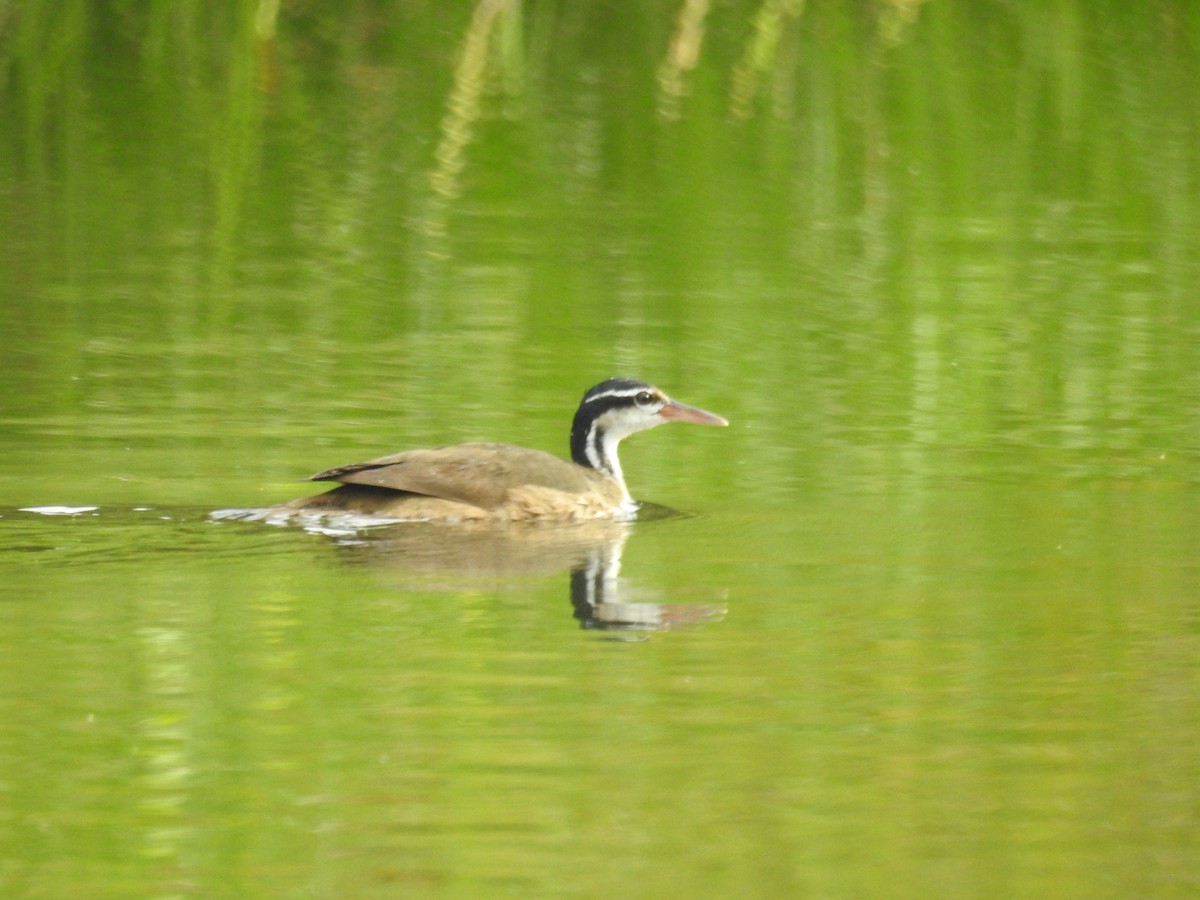 Sungrebe - ML191902571