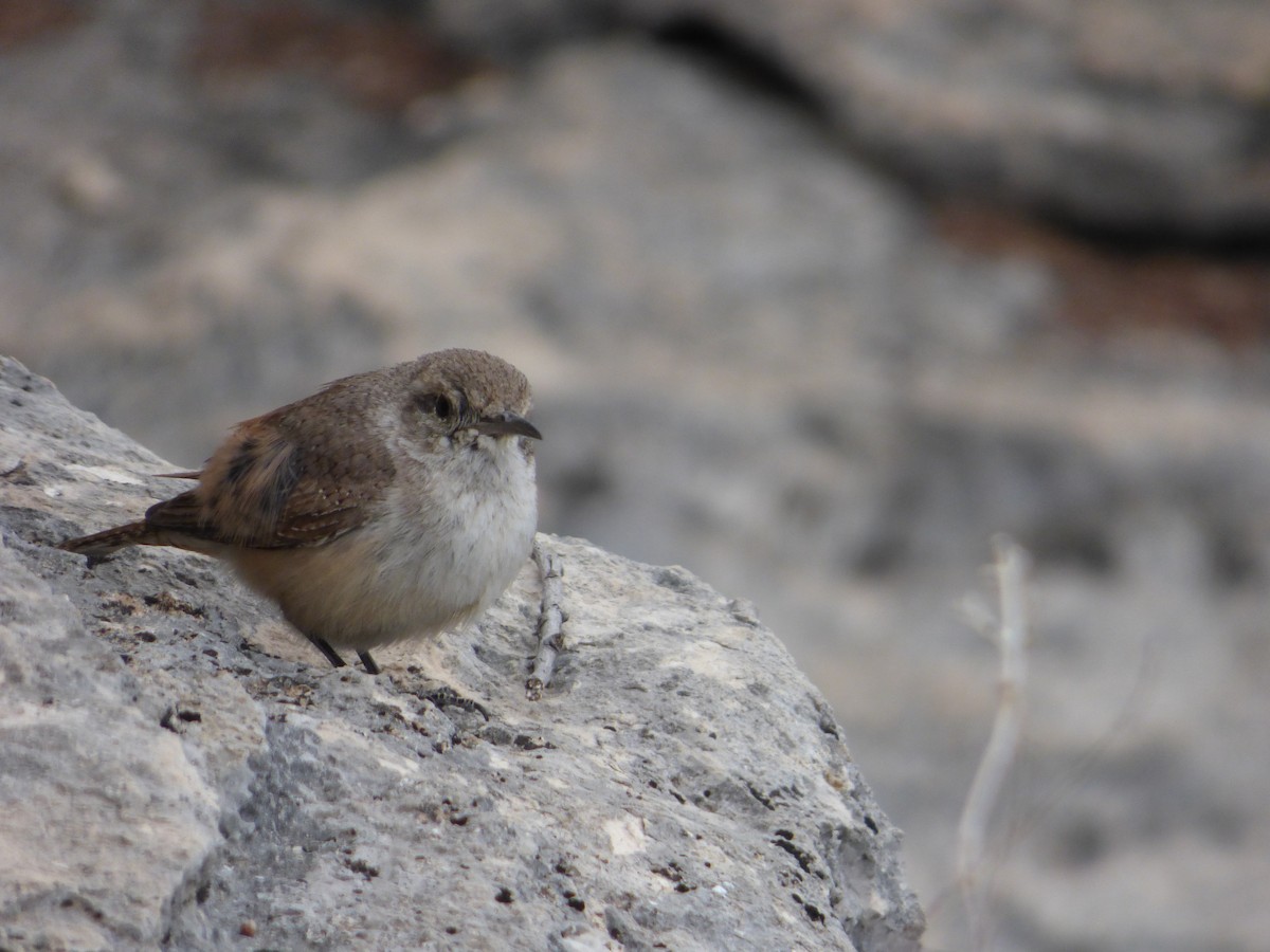 Rock Wren - Elliot Dziedzic