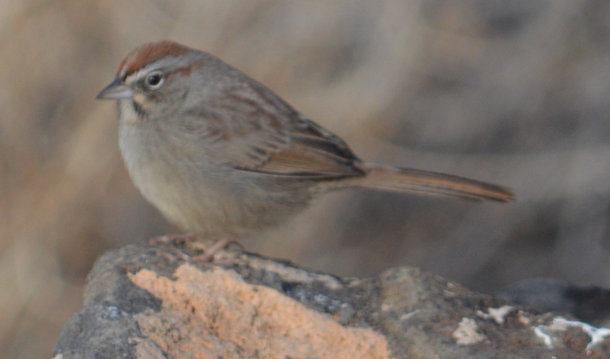 Rufous-crowned Sparrow - ML191905461