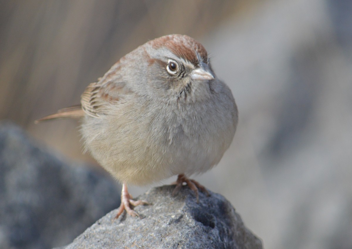 Rufous-crowned Sparrow - ML191905601