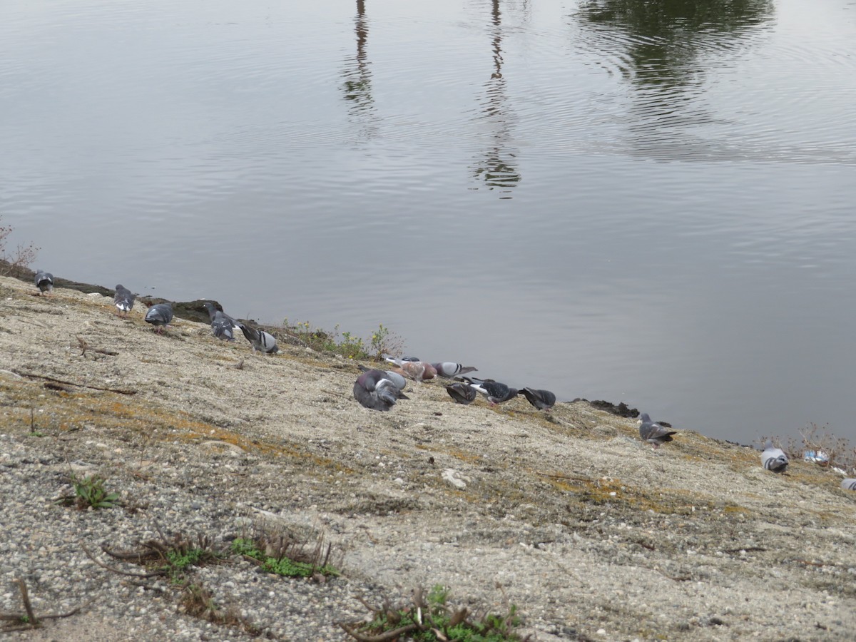 Rock Pigeon (Feral Pigeon) - ML191905891