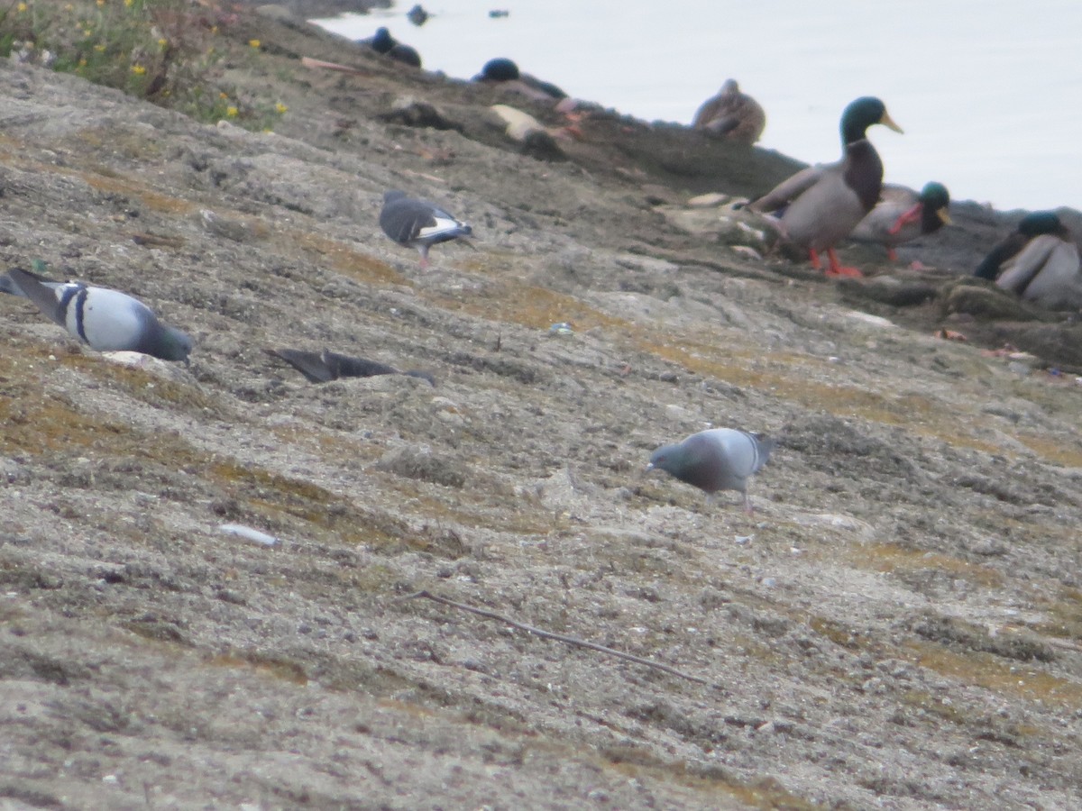 Rock Pigeon (Feral Pigeon) - ML191905921