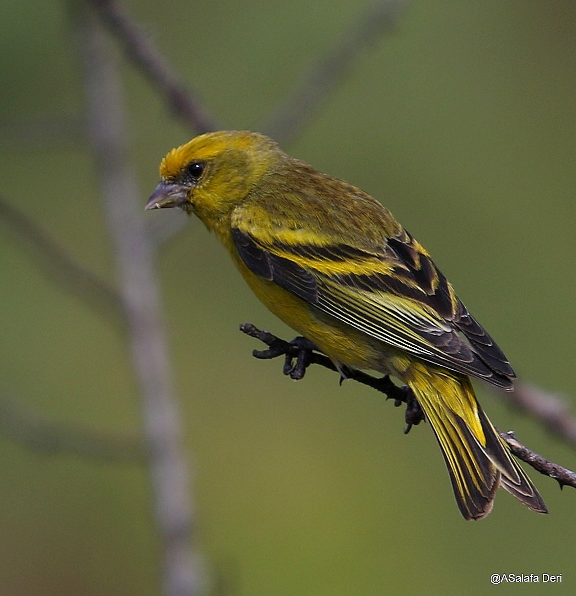 Yellow-crowned Canary - Fanis Theofanopoulos (ASalafa Deri)