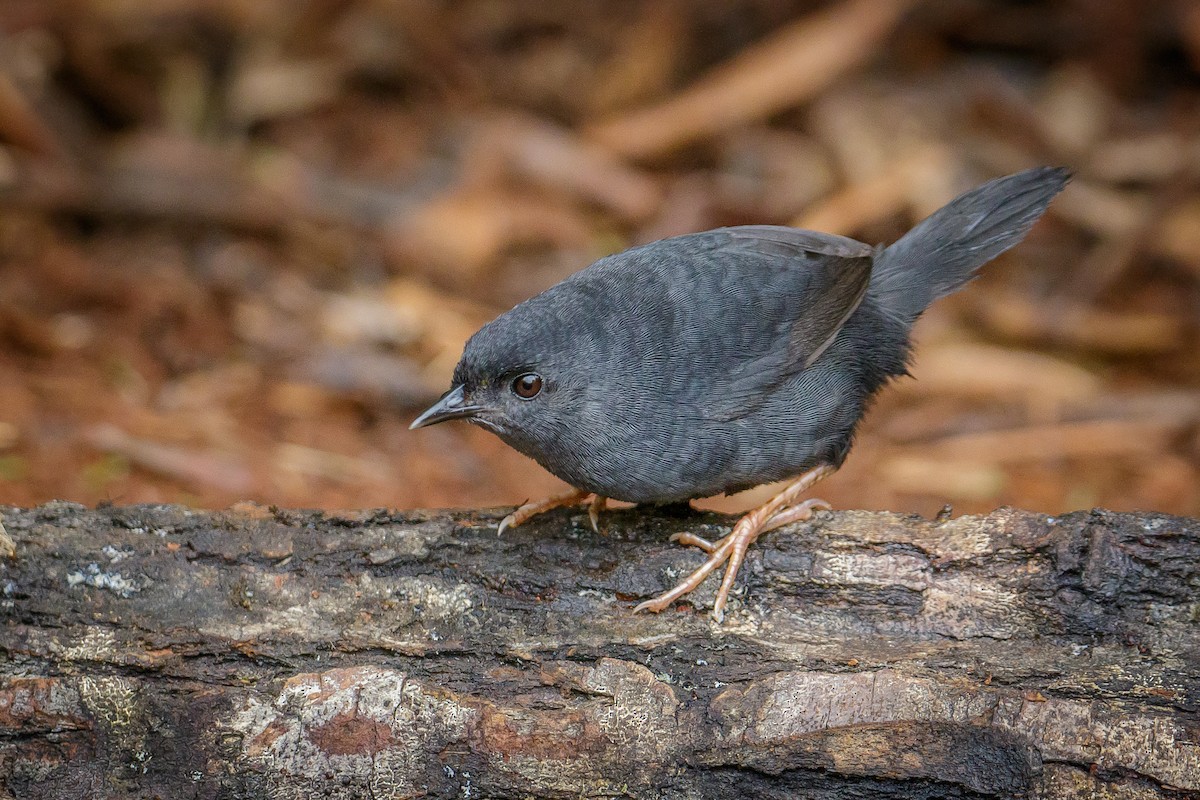 Marsh Tapaculo - ML191908201