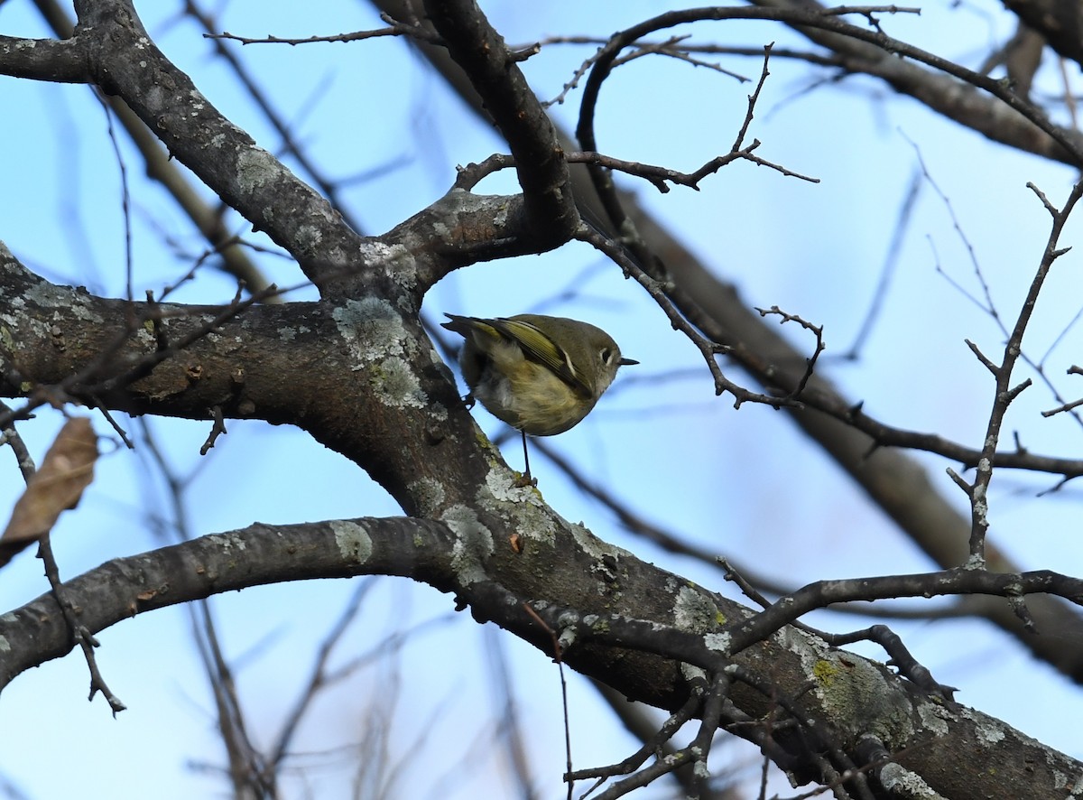 Ruby-crowned Kinglet - ML191909301