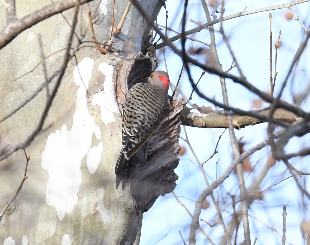 Northern Flicker (Yellow-shafted) - Lance Felber