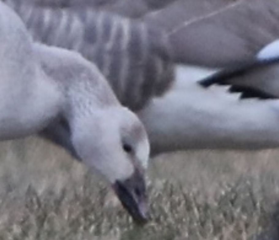 Snow Goose - ML191909971