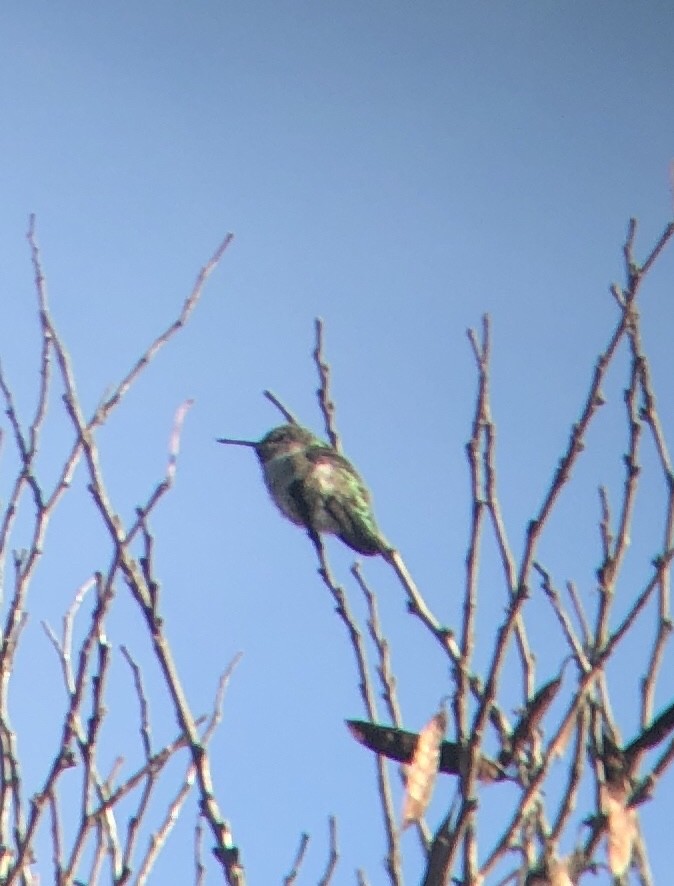 Anna's Hummingbird - Natalie Rekittke