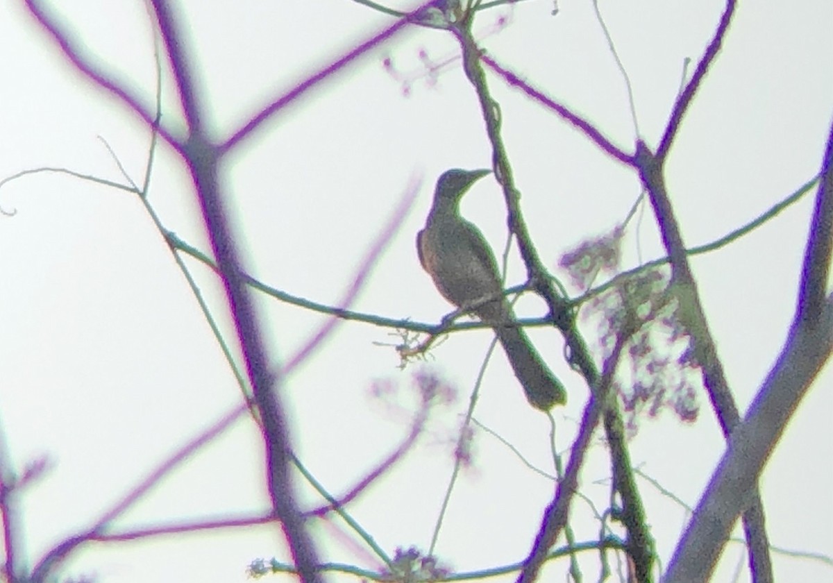 Timor Oriole - ML191911271