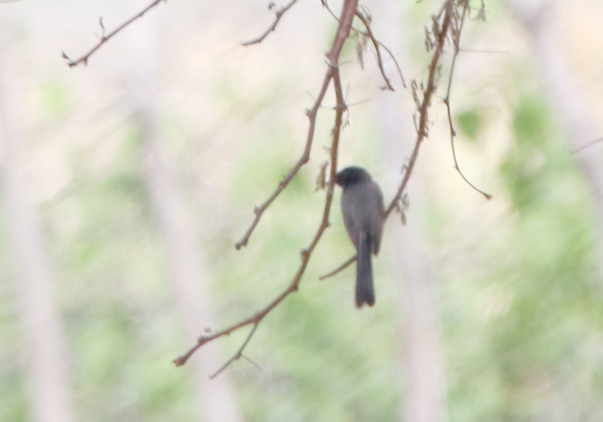 Northern Fantail (Rote) - ML191912161