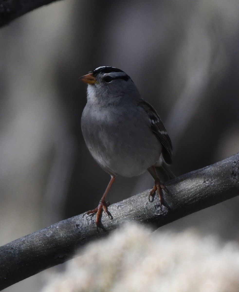 White-crowned Sparrow - ML191912391