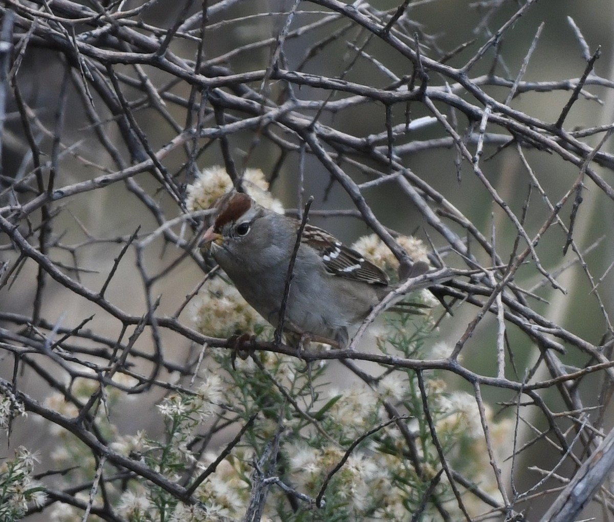 White-crowned Sparrow - ML191912421