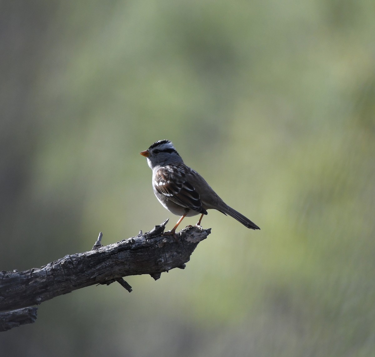 White-crowned Sparrow - Janine McCabe