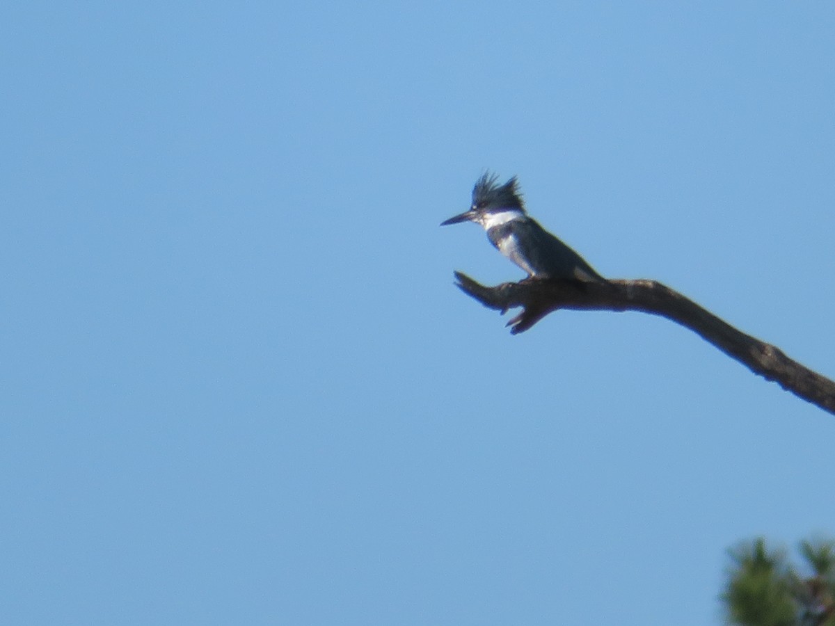 Belted Kingfisher - ML191912511