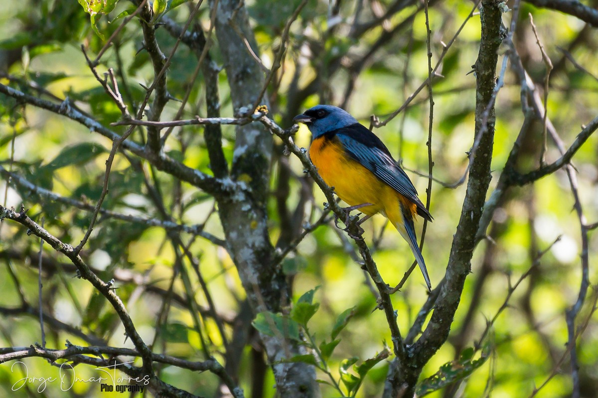 Blue-and-yellow Tanager - Jorge Omar Torres