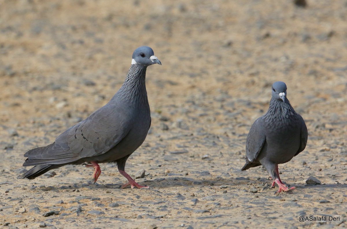 White-collared Pigeon - ML191914151