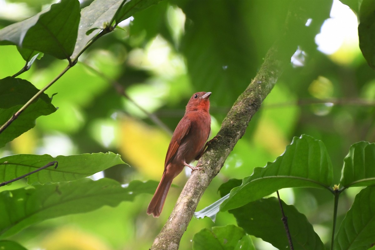 Red-crowned Ant-Tanager - ML191915611